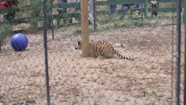 Baby Tiger at King Richards Faire in Boston Boston Massachusetts - Family Fun - Tiger Show