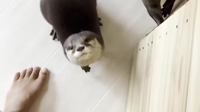 Two otter begging is adorable.