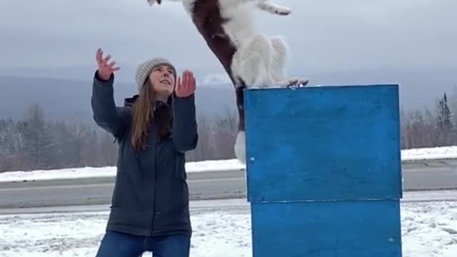 Dog falls as he trust his master