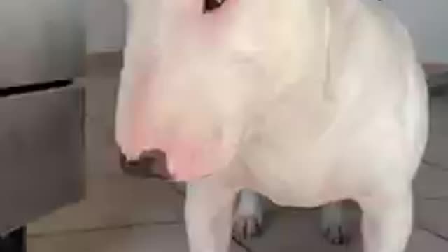 Baby Dogs 🐶 Cute and Funny Dog Videos Puppy Dogs Compilation