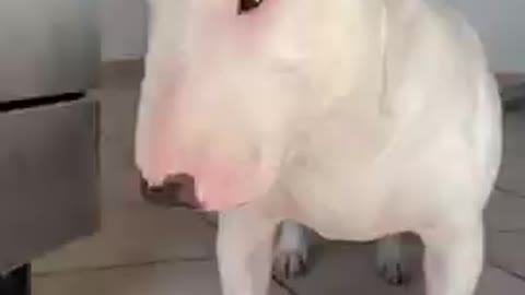 Baby Dogs 🐶 Cute and Funny Dog Videos Puppy Dogs Compilation