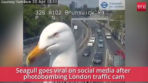 Viral funny Seagull in London!!!!