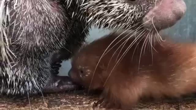 Newborn baby porcupine.