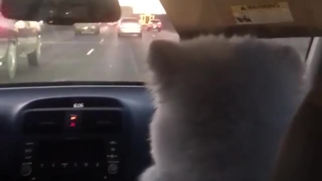 Dog Loves Going On Long Road Trips