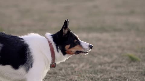 What are the Signs a Dog is Going to Attack?
