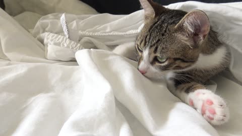 Where Is the Little Cat