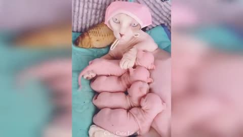 How Well Mother Cats Take Care of Their Kittens Cute Cats Land - pet lovers