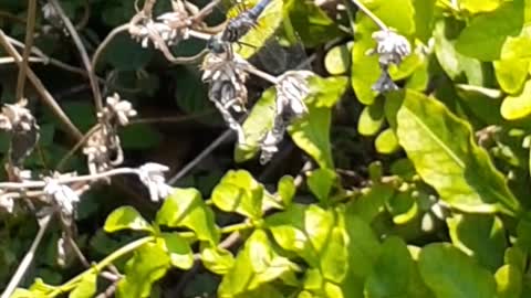 Dragonfly on Branch