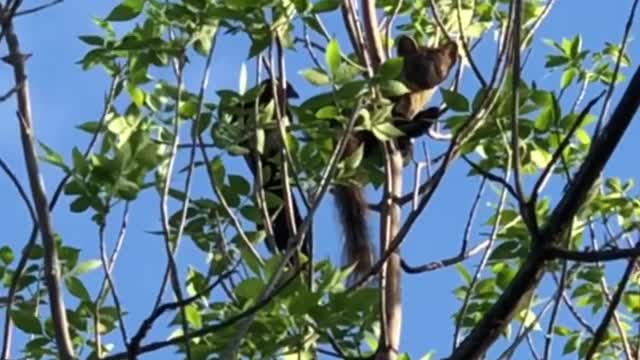 Magpie attacks the weasel