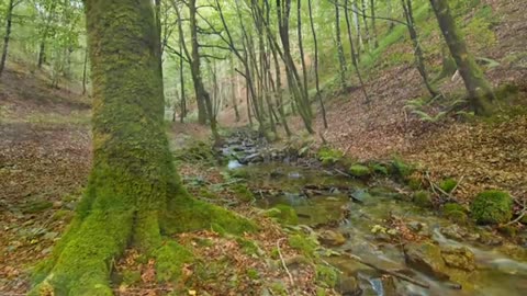 Naturaleza fantástica