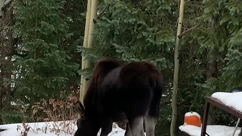 Moose Family Enjoys Halloween Treats