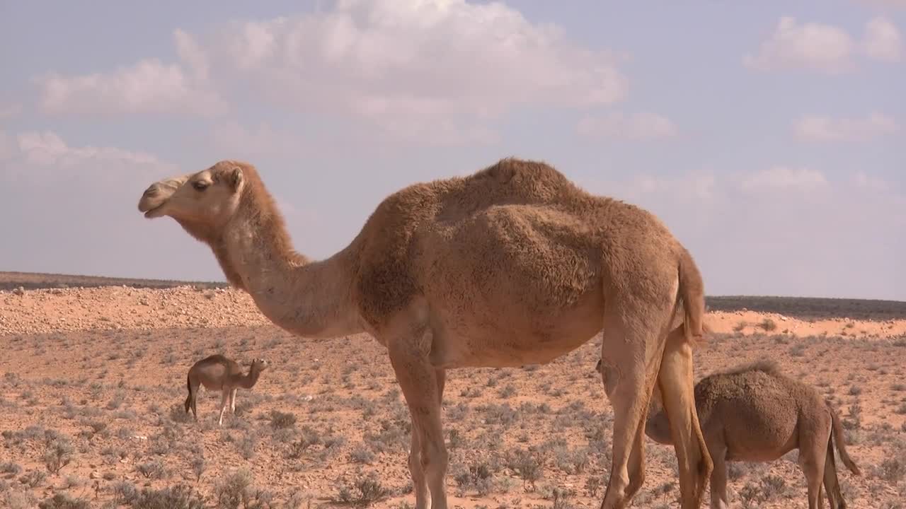 Camel in the desert with his sons