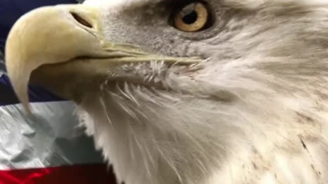 Truth, Justice, Honor, Integrity, Our Rights, and More have Disappeared In the U.S. Government