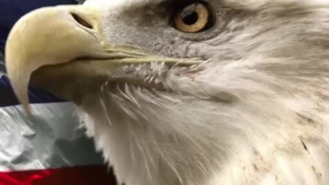 Truth, Justice, Honor, Integrity, Our Rights, and More have Disappeared In the U.S. Government