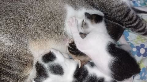 cat suckling her baby