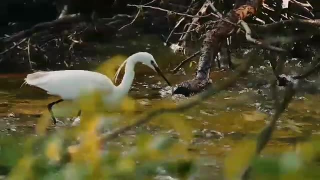 Birds hunt their food .