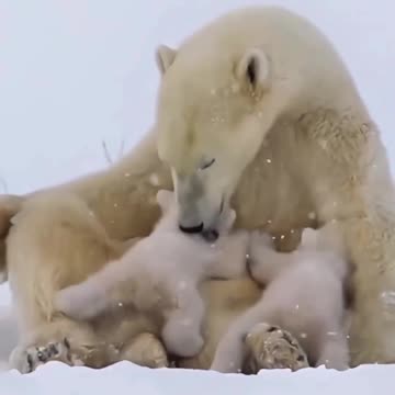 polar bear