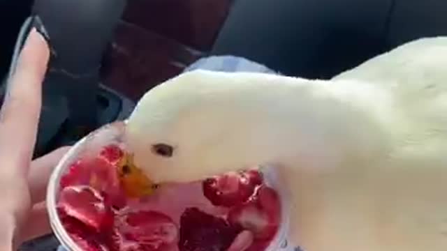 Don't do this 🦆