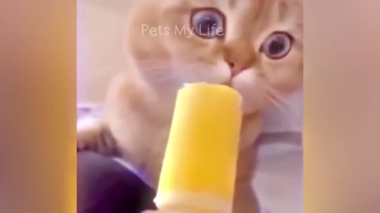 New_Funny_Animals_2023_ππ_Funniest_Cats_and_Dogs_Videos_πΆπ»_Part_17(360p)r
