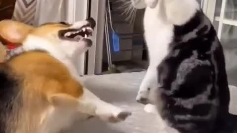 Funny cat 🤣 reaction#rumble #shorts
