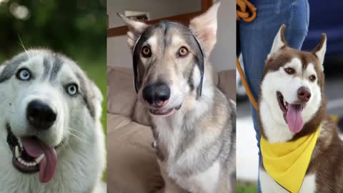 Smart HUSKY || Funny dog|| Cute dog