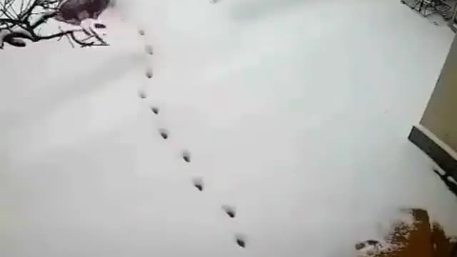 Walking on ❄️ snow