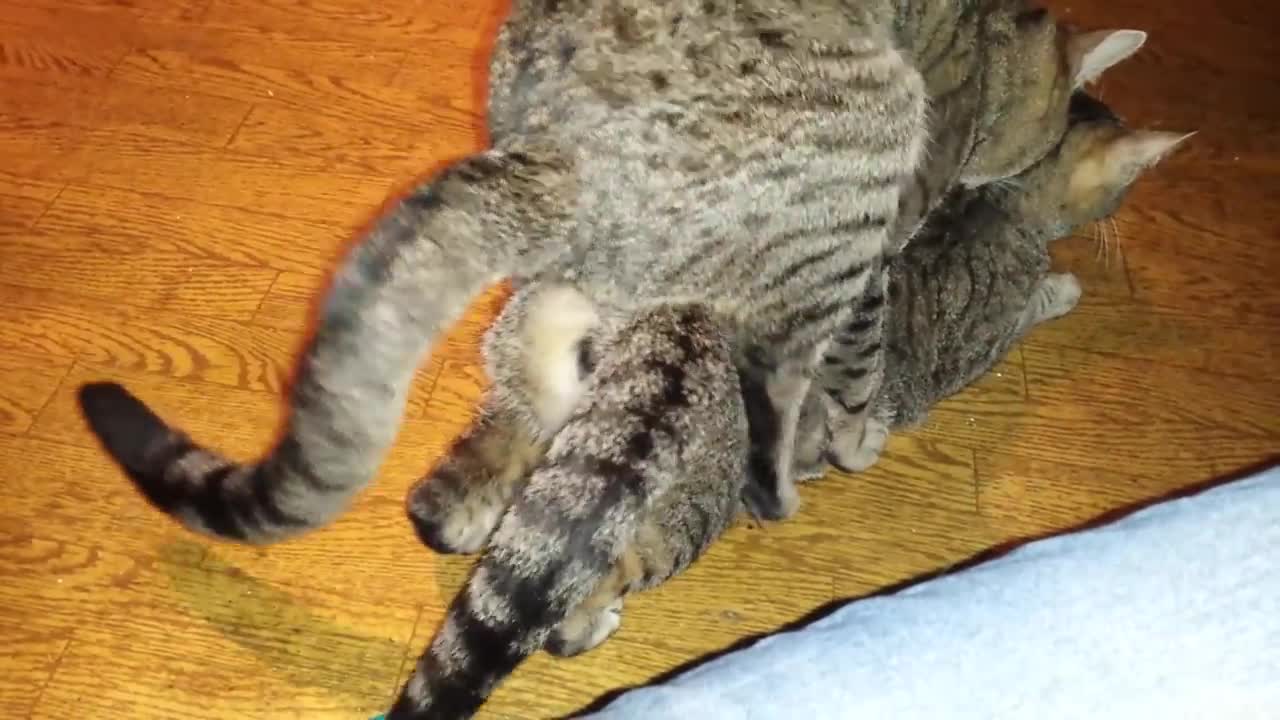 Cats make love😍🥰