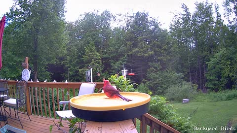 Cardinal bathing