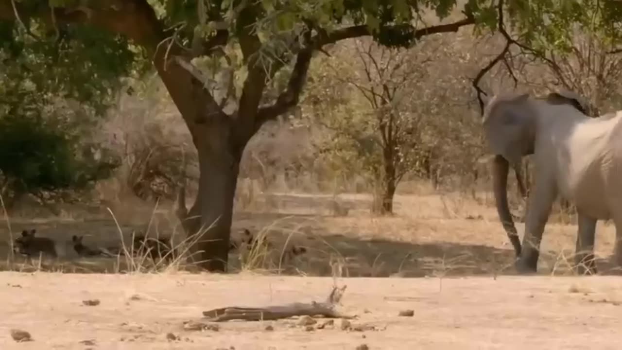 Clash of Titans: Giant White Buffalo vs. Ferocious Wild Dog Pack!