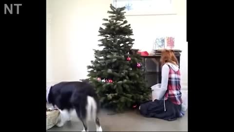 Golden Retriever "helps" decorate Christmas tree