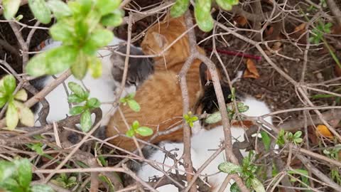 Shh! quiet! The kittens are sleeping.