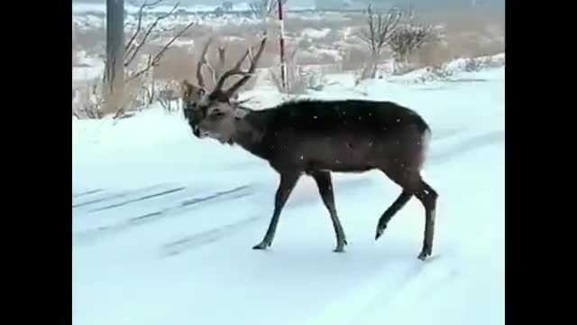 Deer with two heads