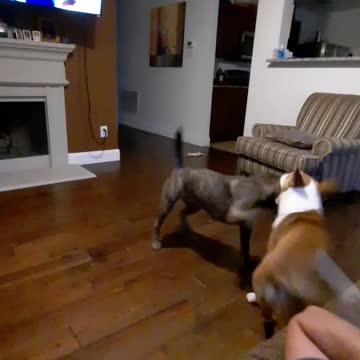 Our Dance by Tucker Carlson and Claire Bear