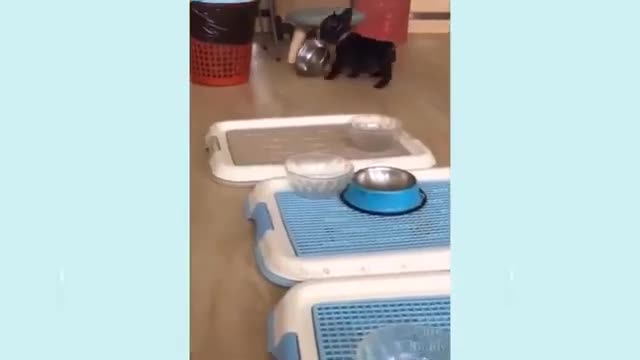 Cute Baby Pets Funny Cat's Dog's Cute puppies Funny Animals 2022#32