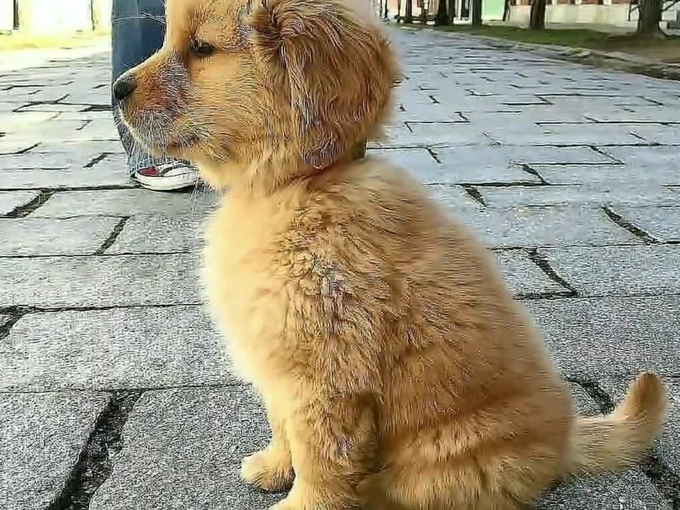 Start Your Day With These 10 Amazing Cute Puppies