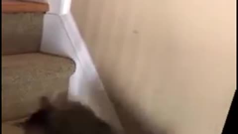 Funny drunk cat