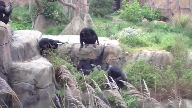 Funny Video | Racoon and Chimps | Best Review