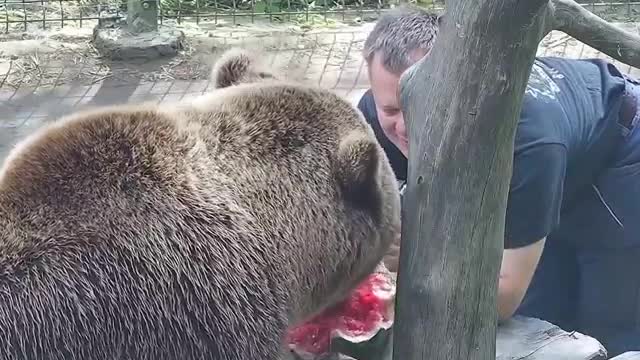 big black bear