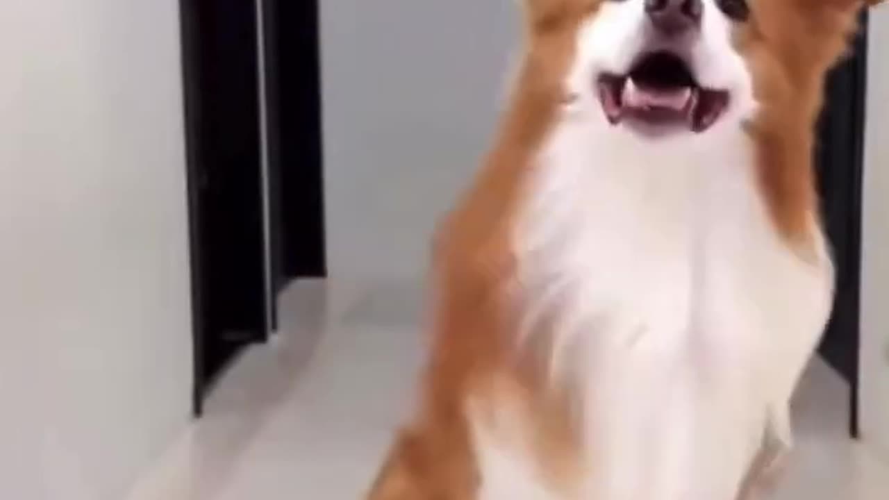 My dog funny tik tok video