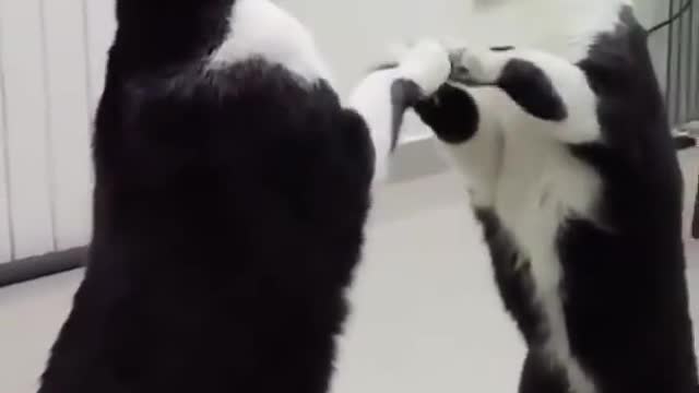 Adorable cat 🐈 See's it's self in the mirror hahaha