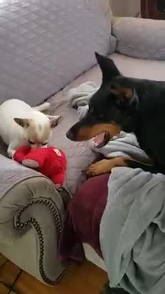 Taking George To His Spot