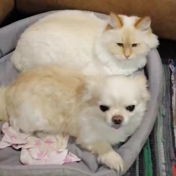 Friendship of a cat with a dog