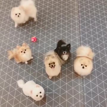 Small group of dogs dancing and jumping a lot of fun.