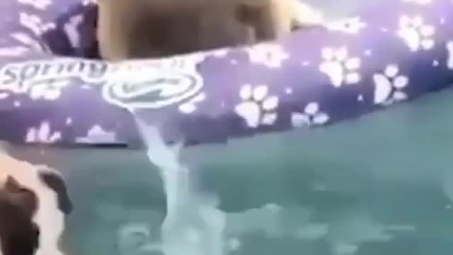 Funny Dog Videos 2021 - Funny Pug Dog Moment - Try Not To Laugh At Them 🤣 - LoveCuteDogs