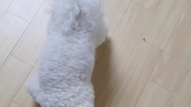 Dog asking for a handshake