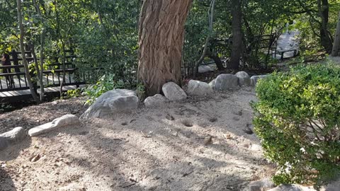 Small sparrows digging in the woods