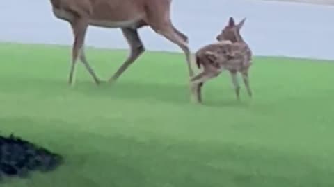 The Bambi Defense