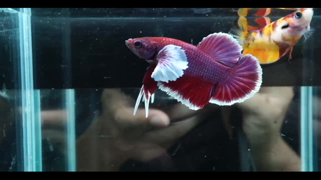 Bettas Plakat