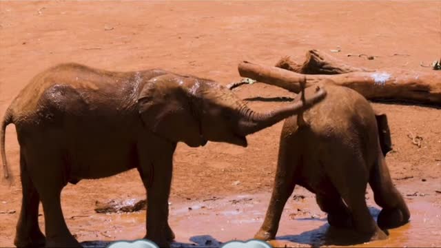 Baby elephant playing in the mud ☺️☺️