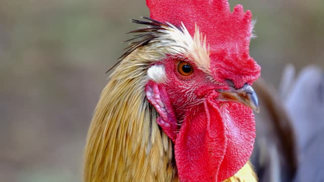 Male red junglefowl